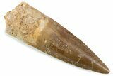 Fossil Spinosaurus Tooth - Nice Tip #374017-1